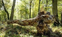 Umgestürzter Baum