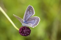 Foto: blickwinkel/R. Sturm