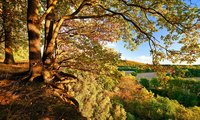 Bäume im Herbstkleid auf dem Hettberg in Witten.
