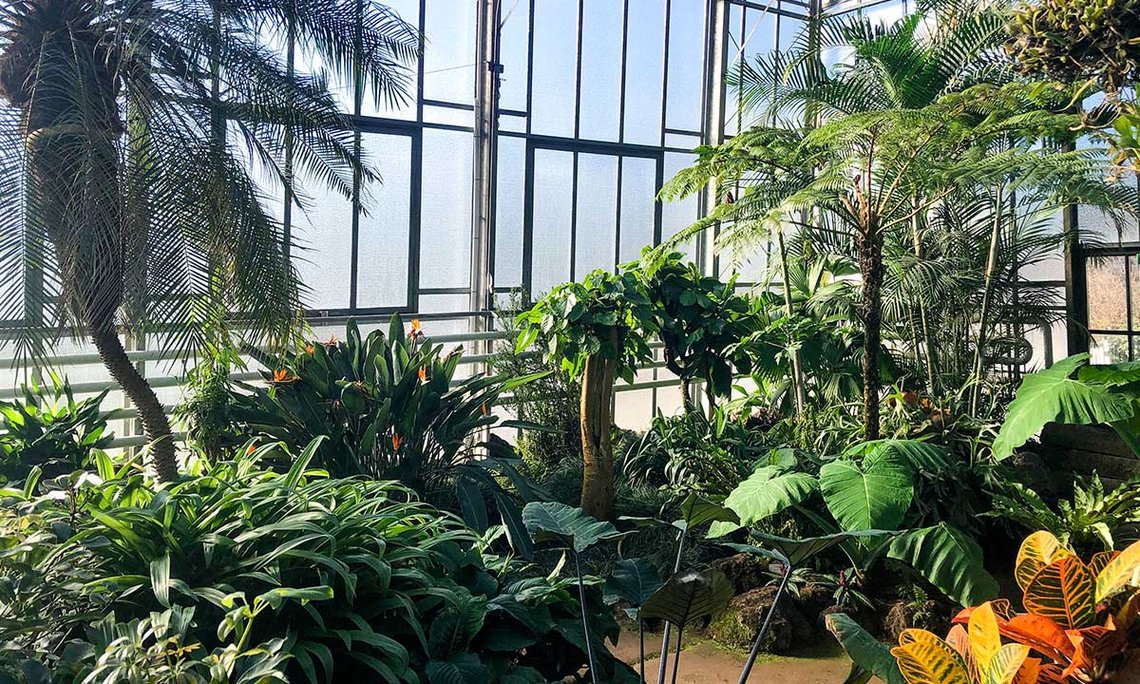 Das Tropenhaus des Botanischen Gartens Solingen von 1965 ist frisch saniert. Es bietet den vielen Pflanzen nun noch bessere Bedingungen – und das bei geringerem Energieverbrauch.