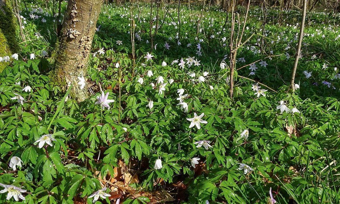 Frühlingsboten: Teppiche aus Buschwindröschen und Maiglöckchen überziehen im zeitigen Frühjahr den Waldboden des lichten Laubwaldes.