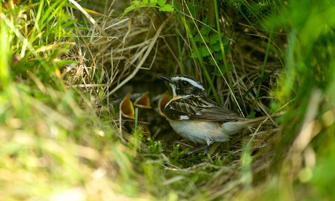 Sein Nest baut das Braunkehlchen stets auf dem Boden oder in unmittelbarer Bodennähe. So wächst der Nachwuchs gut versteckt auf, ist zugleich aber auch eine leichte Beute für Fuchs und Co.