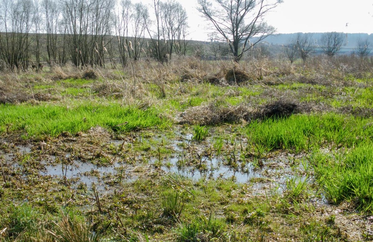 Ruhraue: Feuchte und teilweise nasse Hochstaudenfluren wie hier in der Ruhraue bei Syburg sind überlebenswichtige Refugien für viele Tier- und Pflanzenarten.