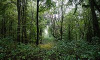 Mit Kameras und Sensoren will die Biologische Station Siegen-Wittgenstein der Natur im Erlebniswald einige ihrer Geheimnisse entlocken.