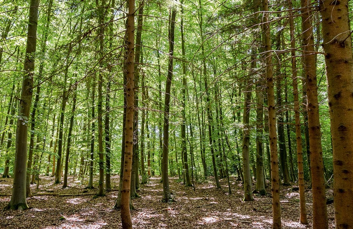 Während ursprünglich nicht heimische Arten wie die Fichte im Zuge der „Starthilfe“ für den Naturwald entfernt werden, darf Totholz liegen bleiben und wichtige ökologische Funktionen erfüllen.