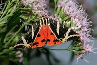 Foto: blickwinkel/W. Willner