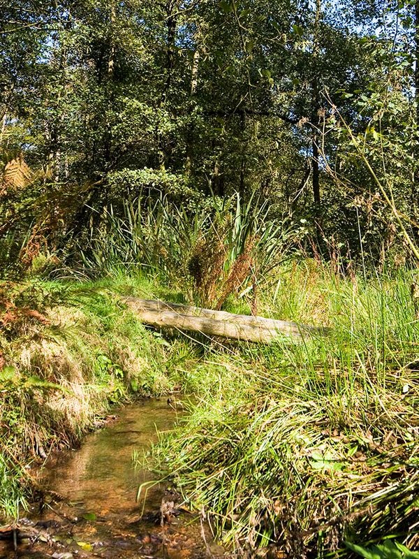 Im Wald östlich von Wermelskirchen speisen zahlreiche saubere Quellen den Oberlauf des Eifgenbaches. Eine reiche Flora und Fauna kennzeichnet das gesamte Tal.
