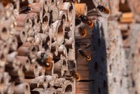Gehörnte Mauerbiene (Osmia cornuta) · Foto: Sabine Seiter_al / Alamy Stock Photo