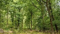 Foto: Werner Stapelfeldt