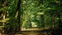 Foto: Werner Stapelfeldt