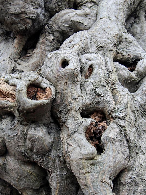 Spuren der Zeit: Wurzeln und über viele Jahrzehnte entwickelte Baumstrukturen bieten vielen Insekten und Vögeln Unterschlupf.