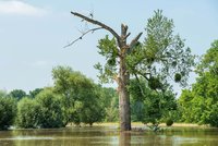 Hochwasser in der Urdenbacher Kämpe