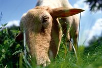 Grasendes Schaf