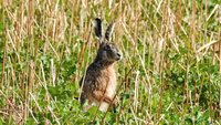 Lepus NRW