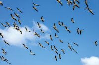 Störche im Anflug