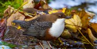 Foto: blickwinkel / S. Gerth
