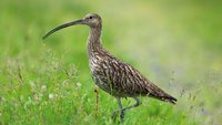Forschung für den Naturschutz
