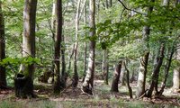 Weshalb haben manche Rotbuchen im Siebengebirge so merkwürdig geformte Stämme? Sie sind Spuren historischer Holznutzungen, die jetzt von der Biologischen Station des Rhein-Sieg-Kreises dokumentiert und erklärt werden.