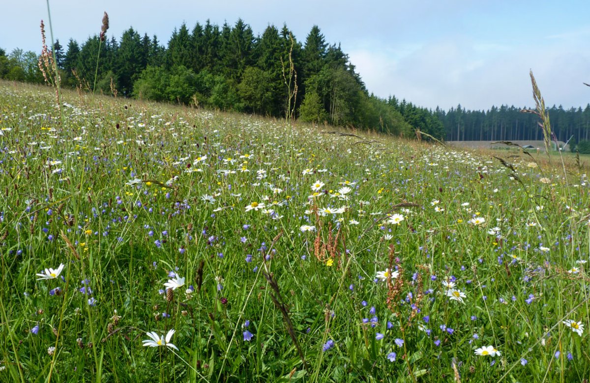 In voller Blütenpracht: Eine typische Magere Goldhaferwiese im Naturschutzgebiet „Bergwiesen  bei Altastenerg“.