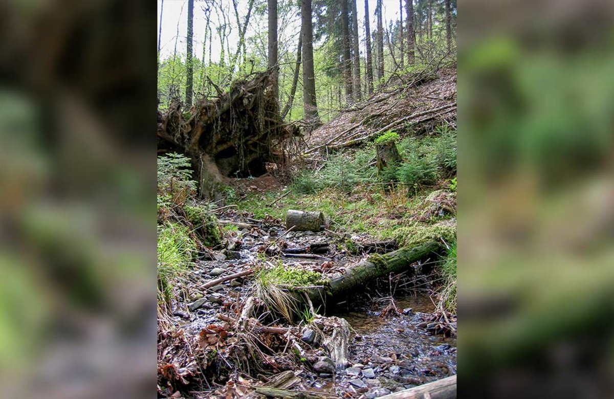 Bewaldete Hangmoore wie der Immerkopf im Oberbergischen Kreis gehören zu den am stärksten gefährdeten Moortypen auch in Nordrhein-Westfalen. 