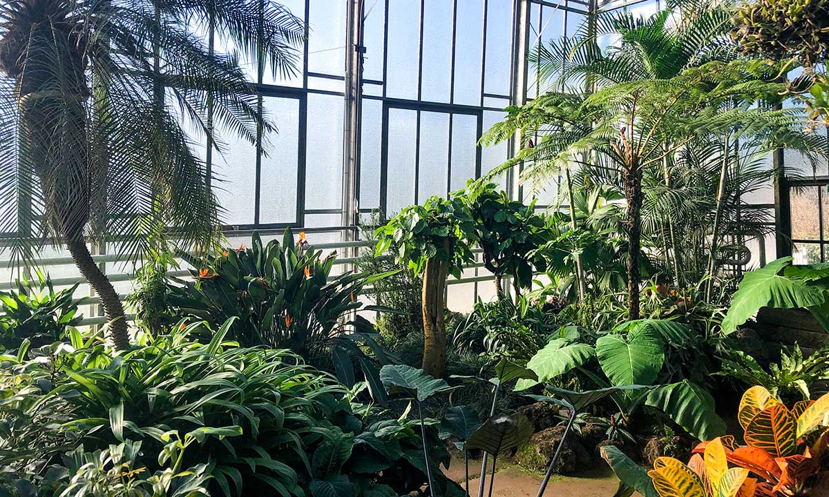 Das Tropenhaus des Botanischen Gartens Solingen von 1965 ist frisch saniert. Es bietet den vielen Pflanzen nun noch bessere Bedingungen – und das bei geringerem Energieverbrauch.